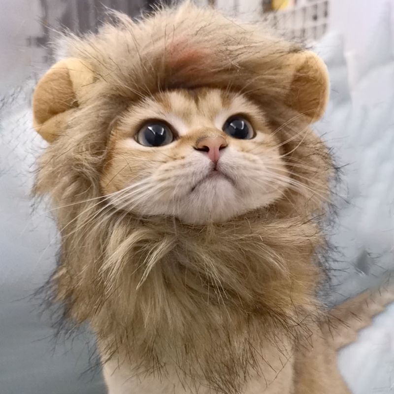 Lion Mane Cat Halloween Costume NEW